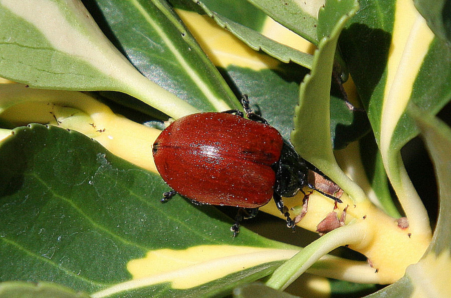 Conferma id Chrysomelidae: Chrysomela populi